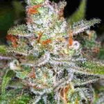 Jack Skellington Strain Marijuana Plant