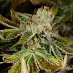 LA Kush Marijuana Strain