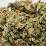 LA Kush Strain Marijuana Plant