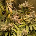 Love Triangle Marijuana Strain
