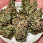 Love Triangle Strain Marijuana Plant