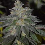 Night Nurse Marijuana Strain