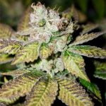 Night Nurse Strain Marijuana Plant