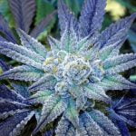 Night Terror Marijuana Strain