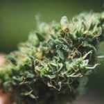 Night Terror Strain Marijuana Plant