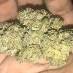Pina Colada Strain Marijuana Plant