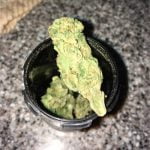 Pineapple Jack Bud