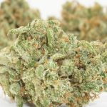 Pineapple Jack Strain Marijuana Plant