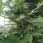 Pineapple OG Marijuana Strain