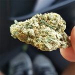 Pineapple OG Strain Marijuana Plant