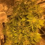 Platinum Valley Marijuana Strain