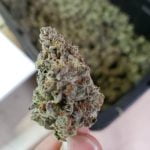 Platinum Valley Strain Marijuana Plant