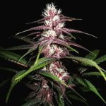 Purple Unicorn Marijuana Strain