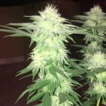 Raindance Marijuana Strain