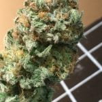 Raindance Strain Marijuana Plant