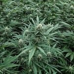 Ringo's Gift Marijuana Strain