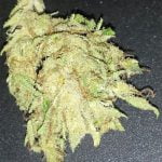 Ringo's Gift Strain Marijuana Plant