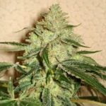 Road Dawg Marijuana Strain