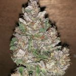 Road Dawg Strain Marijuana Plant