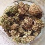 Silverback Gorilla Bud