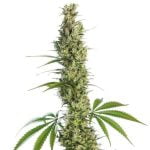 Silverback Gorilla Marijuana Strain