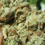 Silverback Gorilla Strain Marijuana Plant