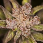 Snow Lotus Marijuana Strain