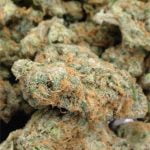 Snow Lotus Strain Marijuana Plant