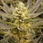 Sorbet Marijuana Strain