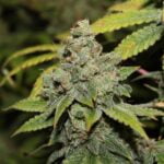 Sorbet Strain Marijuana Plant