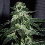 Sour Dubb Marijuana Strain