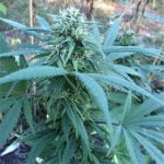 Sour Tsunami Marijuana Strain