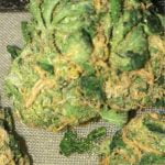Sour Tsunami Strain Marijuana Plant