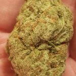 Sweet Skunk Bud