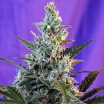 Sweet Skunk Marijuana Strain