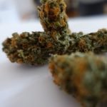 Sweet Skunk Strain Marijuana Plant