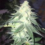 Training Day Marijuana Strain