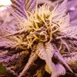 Training Day Strain Marijuana Plant