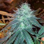 Triple Cheese Strain Marijuana Plant