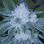 Valley Girl Marijuana Strain