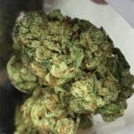 Valley Girl Strain Marijuana Plant