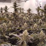 Velvet Glove Marijuana Strain