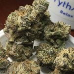 Velvet Glove Strain Marijuana Plant