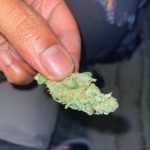 Watermelon Gelato Bud