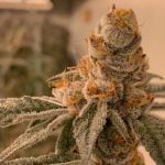 Watermelon Gelato Marijuana Strain