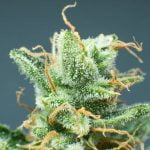 Watermelon Gelato Strain Marijuana Plant