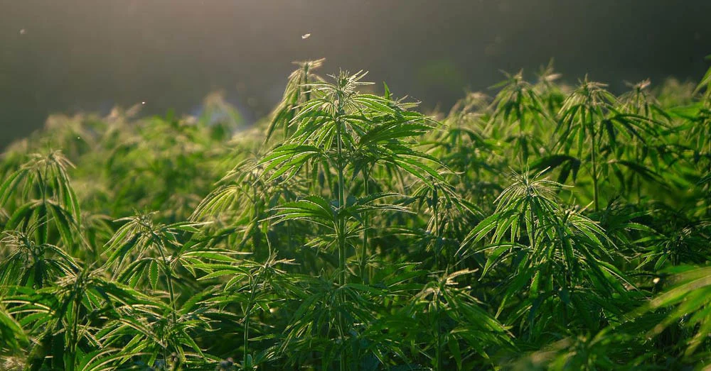 when to harvest cannabis when to harvest cannabis