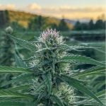 Where's My Bike Marijuana Strain