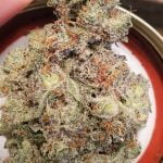 Where's My Bike Strain Marijuana Plant