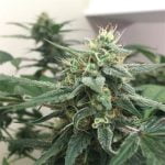 Berry Bomb Marijuana Strain